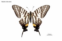 藏品(黑尾劍鳳蝶)的圖片